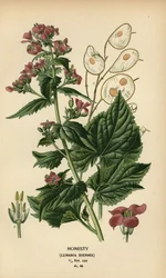 Ærlighed, Lunaria annua.