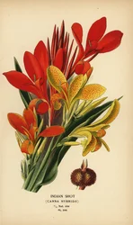 Indisk skud, Canna indica hybrider. Kromolitografi fra en illustration af Desire Bois fra Edward Step