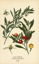 Jerusalem kirsebær, Solanum pseudocapsicum var. diflores