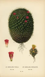Mammillaria prolifera og Mammillaria rhodantha.