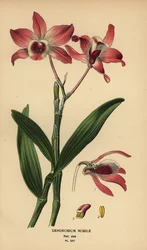Ædel dendrobium orkidé, Dendrobium nobile. Kromolitografi fra en illustration af Desire Bois fra Edward Step