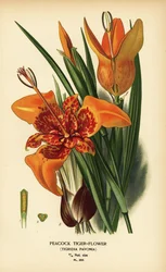 Påfugletigerblomst, Tigridia pavonia. Kromolitografi efter en illustration af Désiré Bois fra Edward Steps Favourite Flowers of Garden and Greenhouse, Frederick Warne, London