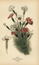 Pink, Dianthus plumarius.