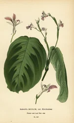Bønneplante, Maranta leuconeura (Maranta bicolor var. Kerchoviana). Kromolitografi fra en illustration af Desire Bois fra Edward Step