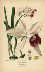 Lilla-farvet laelia-orkidé, Cattleya purpurata (Laelia purpurata). Kromolitografi fra en illustration af B. Herincq fra Edward Step