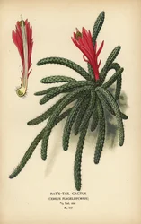 Rottehalekaktus, Disocactus flagelliformis.