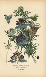 Spansk fennikel, Nigella hispanica.