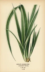 Tahitisk skruefyr, Pandanus tectorius (Veitchs skruefyr, Pandanus veitchii). Kromolitografi fra en illustration af Desire Bois fra Edward Step