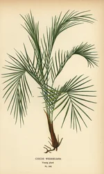 Weddells palme, Lytocaryum weddellianum, ung plante (Cocos weddeliana). Kromolitografi fra en illustration af Desire Bois fra Edward Step