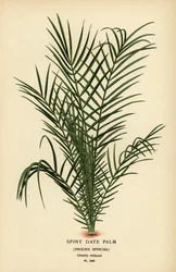 Vild daddelpalme eller Senegal dadelpalme, Phoenix reclinata (Spiny dadelpalme, Phoenix spinosa). Kromolitografi fra en illustration af Desire Bois fra Edward Step