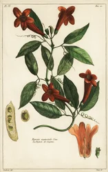 Hvidløgsvin, Bignonia equinoctialis, Linn