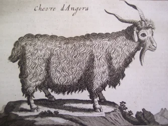 Angoraged, fra Relation dun Voyage du Levant af Joseph Pitton de Tournefort, Amsterdam, 1718