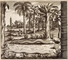 Stenslangen, fra Kina Illustreret af Athanasius Kircher (1601-80) 1667