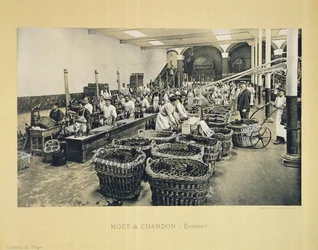 Aftapning af champagne, fra La France Vinicole, udgivet af Moet & Chandon, Epernay (photolitho)