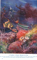 A Paradise of Beauty Beneath the Sea, illustration fra 