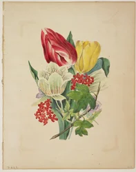 Buket tulipaner, fra Floras ordbog, 1838