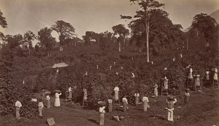 Kaffehøst, Las Nubes-Guatemala, 1875.