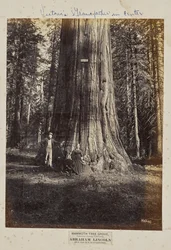 Mammoth Tree Grove, Calaveras County, Californien. Abraham Lincoln. 320 fod højt, 54 fod i omkreds