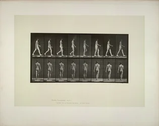 Dyrebevægelser: bækkenklud til mænd, 1887.