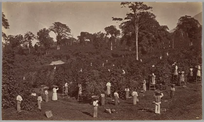 Kaffehøst, Las Nubes, Guatemala