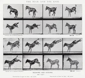 Eadweard Muybridge: The Buck and the Kick (s/h-billede)