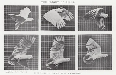 Eadweard Muybridge: The Flight of Birds (s/h-billede)