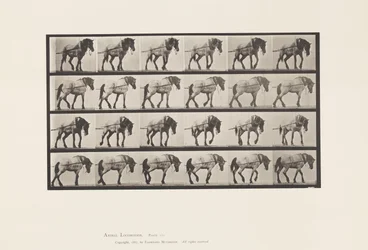Plade 570.Hauling;Mørkegrå belgisk hest Hansel, 1885