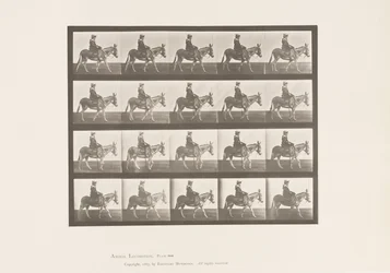 Tavle 666. Ass; Gåture; Sadel; En pige, der rider, Zoo