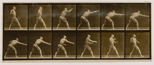 Pugilist slår et slag, fra bogen Animal Locomotion
