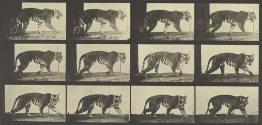 Tiger Walking, plade 729 fra Animal Locomotion, 1887