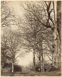 Dronning Adelaides bøg, 1864 (foto)