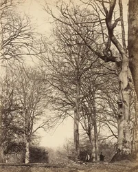 Dronning Adelaides bøg, 1864