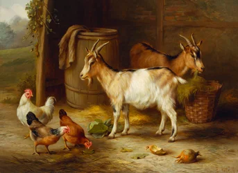 Høns og geder ved en stalddør