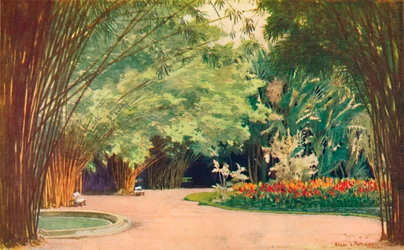 A Bamboo Grove - Botanisk Have, 1914