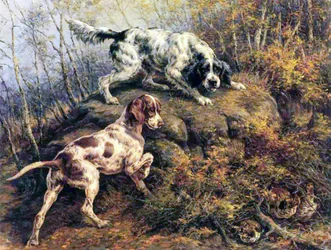 Pointer, setter og urfugl