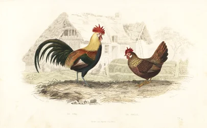 Hane og høne, Phasianus gallus