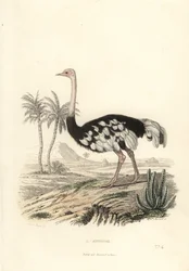Almindelig struds, Struthio camelus.