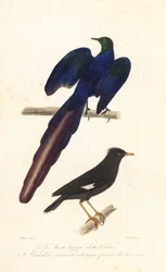 Topmynah og langhalet glansstær