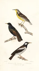 Østlig englærke, stær og pied myna.