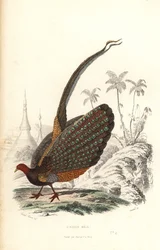 Stor argus, Argusianus argus, sårbar.