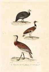 Perlehøns og tramper.