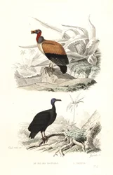 King Vulture og Tyrkiet Vulture.