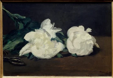 Gren af hvide pæoner og sekatør Maleri af Edouard Manet (1832-1883) 1864 Dim. 0,31x0,46 m. Paris. Orsay Museum
