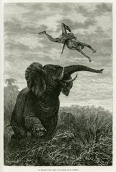Aleys jæger kaster en kilometer fra en elefant. Gravering af Riou til illustration af historien Les lacs de l