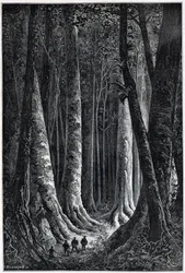 Fransk Guyana Skov, tegning af Riou, "" Le Tour du Monde", 2. sem. 1879.