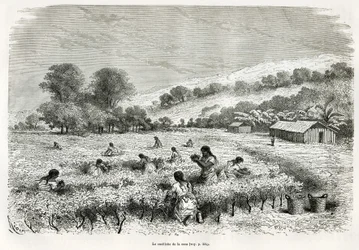 Plukning af kokabladene i Ituata-dalen, tegning af E.Riou, for at illustrere rejsen i Titicaca-regionen og dalene i det østlige Nedre Peru, i 1873 af Paul Marcoy. Indgravering i Le tour du monde