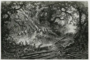 Udnyttelsen af mahogni i Andes-skovene. Gravering af Riou, for at illustrere historien "" Rejsen til Yucatan og Lacandons land "", i 1882, af Desire Charnay (1828-1915) arkæolog og fotograf. Udgivet i Tour du monde nou