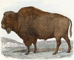 Bison fra 