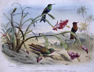 Kolibrier: gaffelhalet kolibri, topasrubin og stor rubin - tegnet af E. Traviès