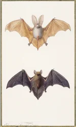 Long-eared bat and a common bat, 1834dani